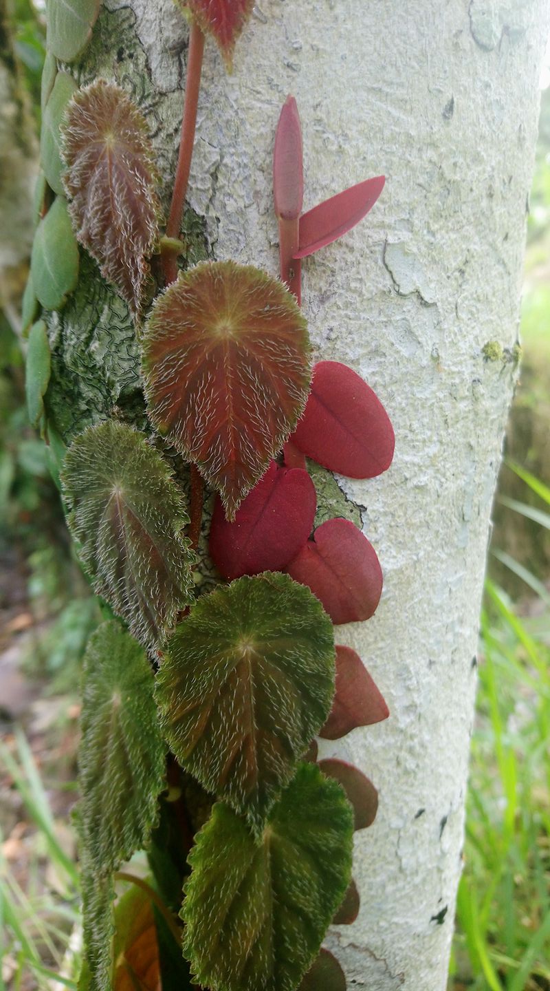 B. dodsonii